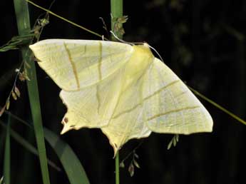 Ourapteryx sambucaria L. adulte - ©Philippe Mothiron