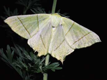 Ourapteryx sambucaria L. adulte - Philippe Mothiron