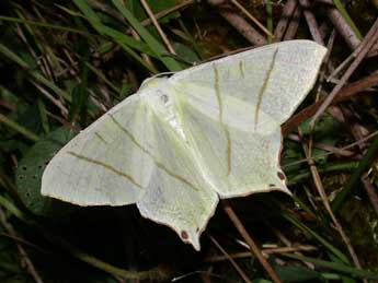 Ourapteryx sambucaria L. adulte - Philippe Mothiron