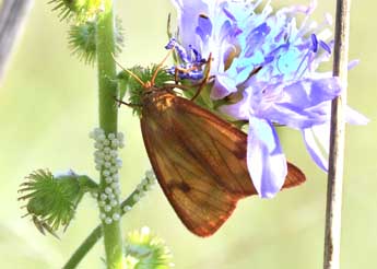 Diacrisia sannio L. adulte - Jean-Franois Maradan