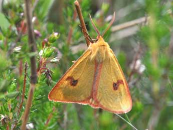 Diacrisia sannio L. adulte - ©Philippe Mothiron