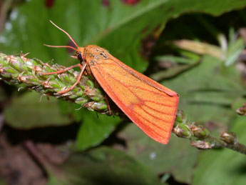 Diacrisia sannio L. adulte - ©Philippe Mothiron