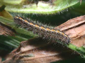  Chenille de Diacrisia sannio L. - Philippe Mothiron