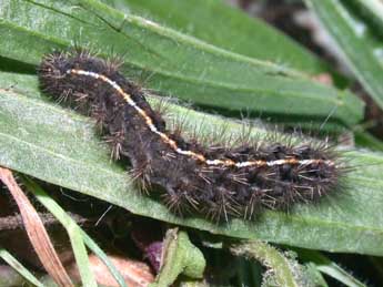  Chenille de Diacrisia sannio L. - ©Philippe Mothiron