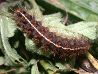  Chenille de Diacrisia sannio L. - ©Philippe Mothiron