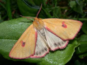 Diacrisia sannio L. adulte - Philippe Mothiron