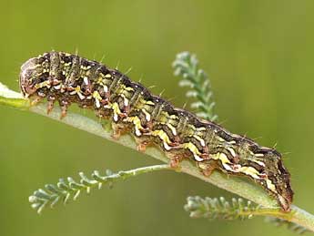  Chenille de Cucullia santolinae Rbr - ©David Demerges