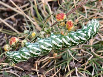  Chenille de Cucullia santonici Hb. - ©Daniel Morel