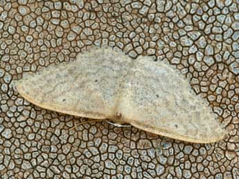 Idaea sardoniata Homberg adulte - ©Daniel Morel