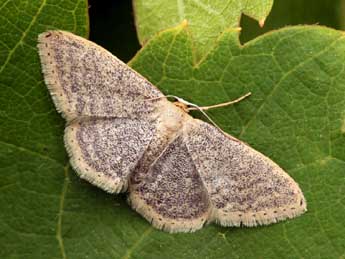 Idaea sardoniata Homberg adulte - ©Daniel Morel