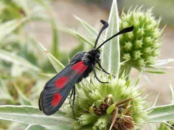 Zygaena sarpedon Hb. adulte - ©Philippe Mothiron