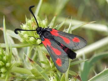 Zygaena sarpedon Hb. adulte - ©Philippe Mothiron