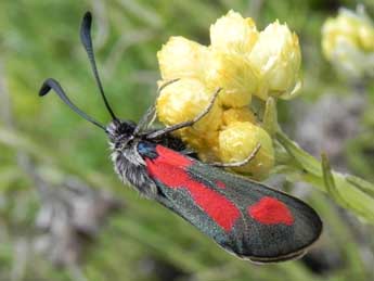 Zygaena sarpedon Hb. adulte - Philippe Mothiron