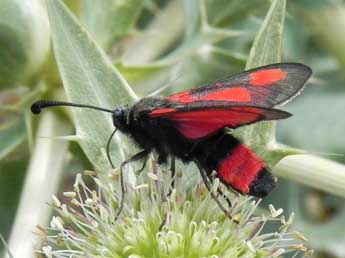 Zygaena sarpedon Hb. adulte - ©Philippe Mothiron