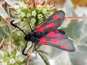 Zygaena sarpedon Hb. adulte - ©Philippe Mothiron