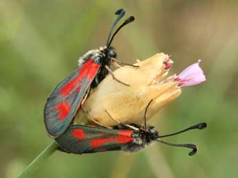 Zygaena sarpedon Hb. adulte - Daniel Morel