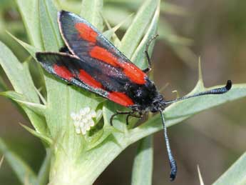 Zygaena sarpedon Hb. adulte - ©Franois Fournier