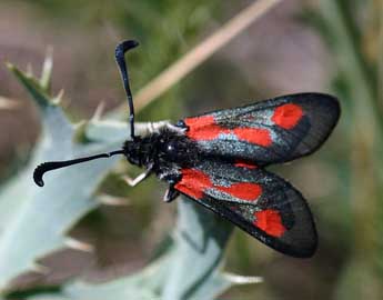 Zygaena sarpedon Hb. adulte - Daniel Morel