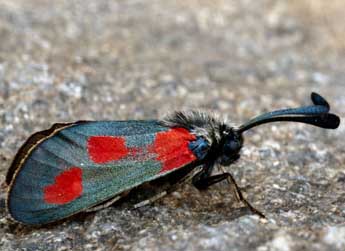 Zygaena sarpedon Hb. adulte - Daniel Morel