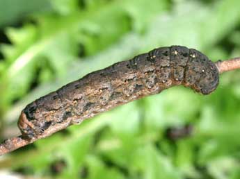  Chenille de Peridroma saucia Hb. - ©Serge Wambeke