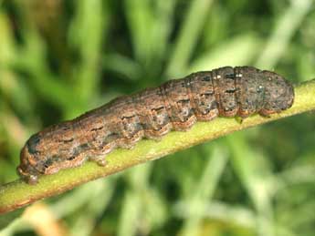  Chenille de Peridroma saucia Hb. - ©Serge Wambeke