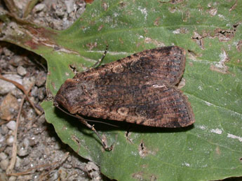 Peridroma saucia Hb. adulte - Philippe Mothiron