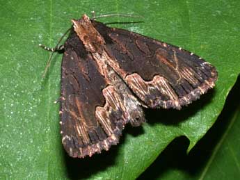 Dypterygia scabriuscula L. adulte - ©Philippe Mothiron