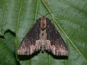 Dypterygia scabriuscula L. adulte - Philippe Mothiron