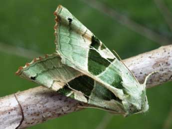 Phlogophora scita Hb. adulte - ©Daniel Morel