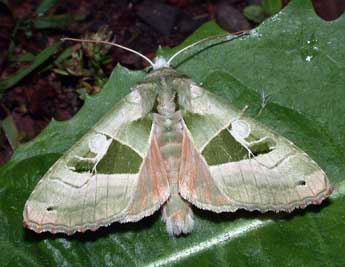 Phlogophora scita Hb. adulte - ©Philippe Mothiron