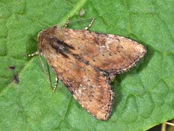 Apamea scolopacina Esp. adulte - Philippe Mothiron