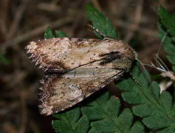 Apamea scolopacina Esp. adulte - ©Philippe Mothiron