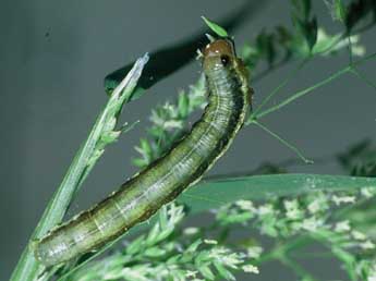  Chenille de Apamea scolopacina Esp. - ©Philippe Mothiron