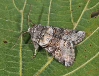 Cleoceris scoriacea Esp. adulte - Philippe Mothiron