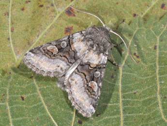 Cleoceris scoriacea Esp. adulte - Philippe Mothiron