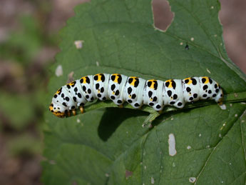  Chenille de Cucullia scrophulariae D. & S. - ©Philippe Mothiron