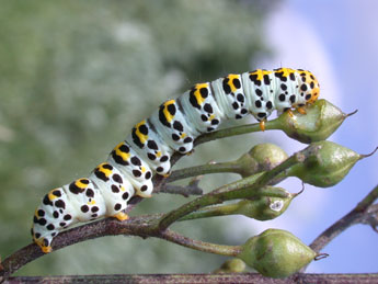  Chenille de Cucullia scrophulariae D. & S. - Philippe Mothiron