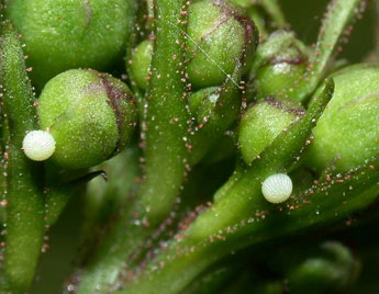  Oeuf de Cucullia scrophulariae D. & S. - ©Philippe Mothiron