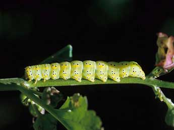  Chenille de Cucullia scrophulariphaga Rbr - Herv Guyot