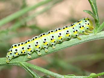  Chenille de Cucullia scrophulariphaga Rbr - Herv Guyot