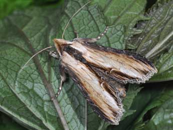 Cucullia scrophulariphila Stgr adulte - Philippe Mothiron