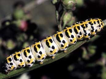  Chenille de Cucullia scrophulariphila Stgr - Serge Wambeke