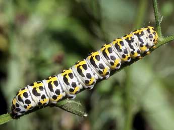  Chenille de Cucullia scrophulariphila Stgr - Serge Wambeke