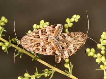 Protoschinia scutosa D. & S. adulte - ©Daniel Morel