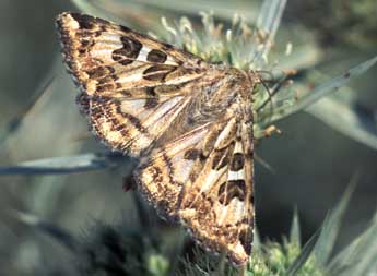 Protoschinia scutosa D. & S. adulte - ©Tristan Lafranchis