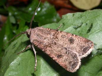 Agrotis segetum D. & S. adulte - ©Philippe Mothiron