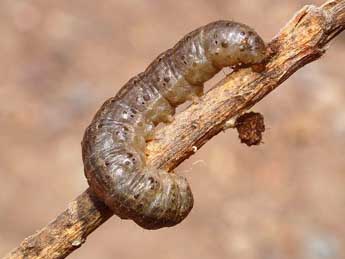  Chenille de Agrotis segetum D. & S. - ©basc (www.insecte.org)