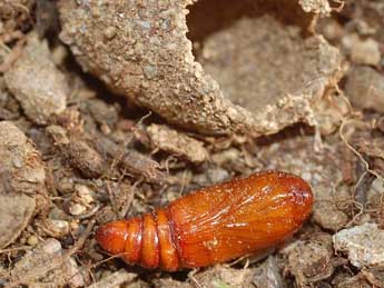  Chrysalide de Agrotis segetum D. & S. - basc (www.insecte.org)