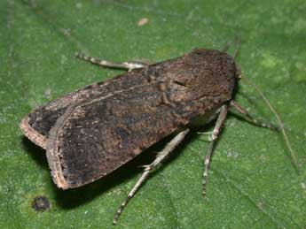 Agrotis segetum D. & S. adulte - Philippe Mothiron