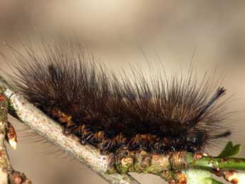  Chenille de Gynaephora selenitica Esp. - ©Daniel Morel